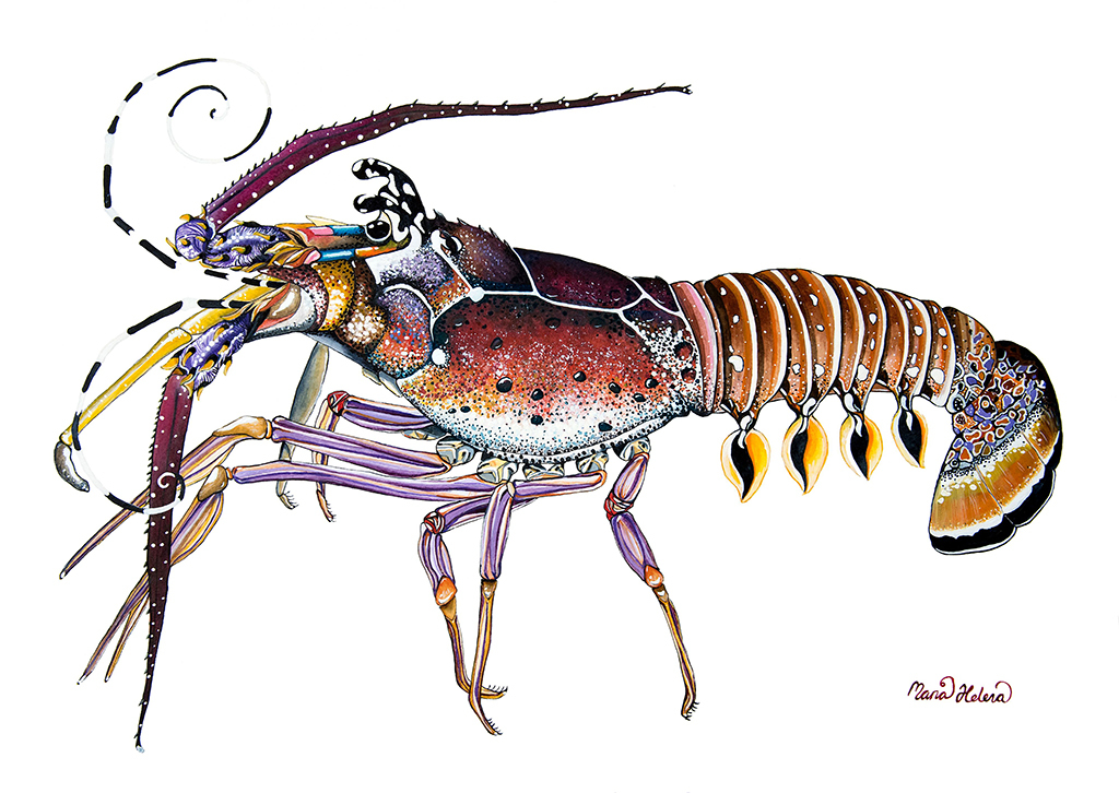 Maria Helena Fine Art - Spiny Lobster, 2017