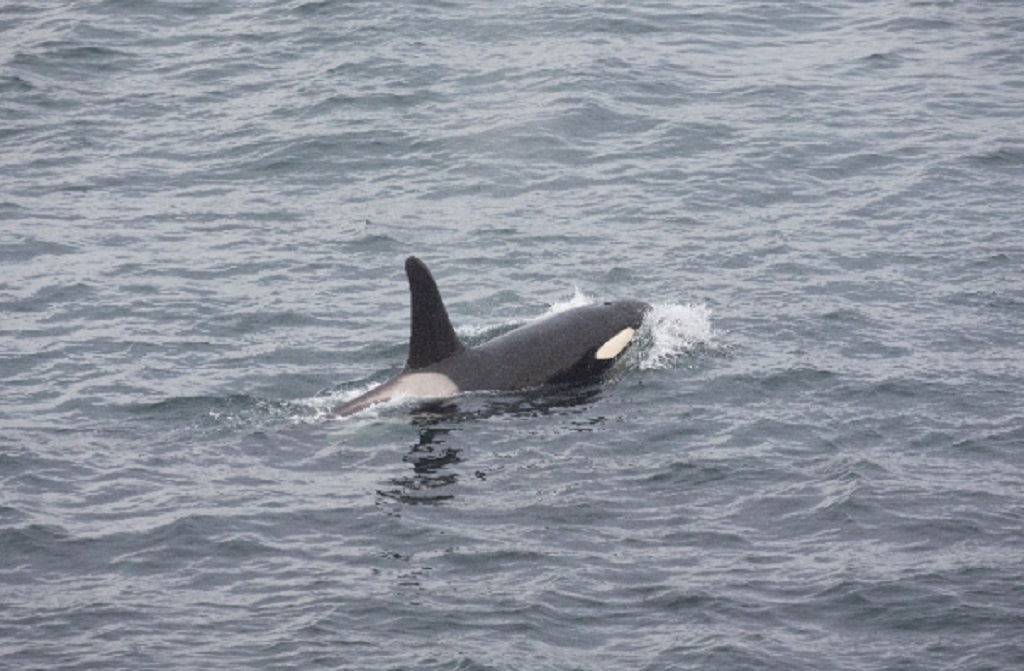 An orca whale (Photo: Hugh Harrop/ Shetland Wildlife)