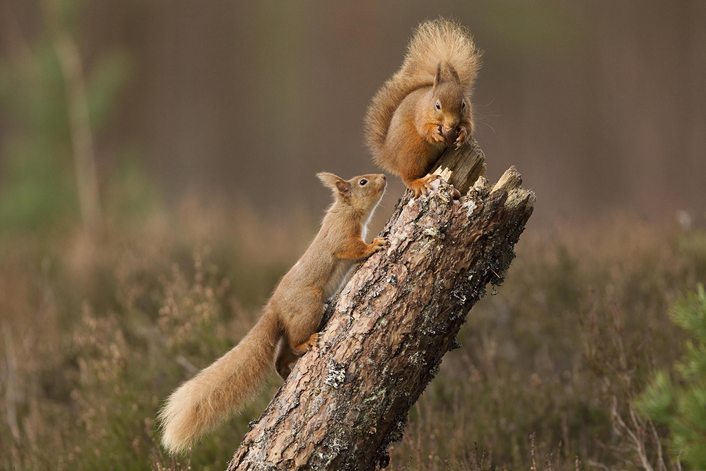 Red squirrels (Photo:  Peter Cairns www.scotlandbigpicture.com )