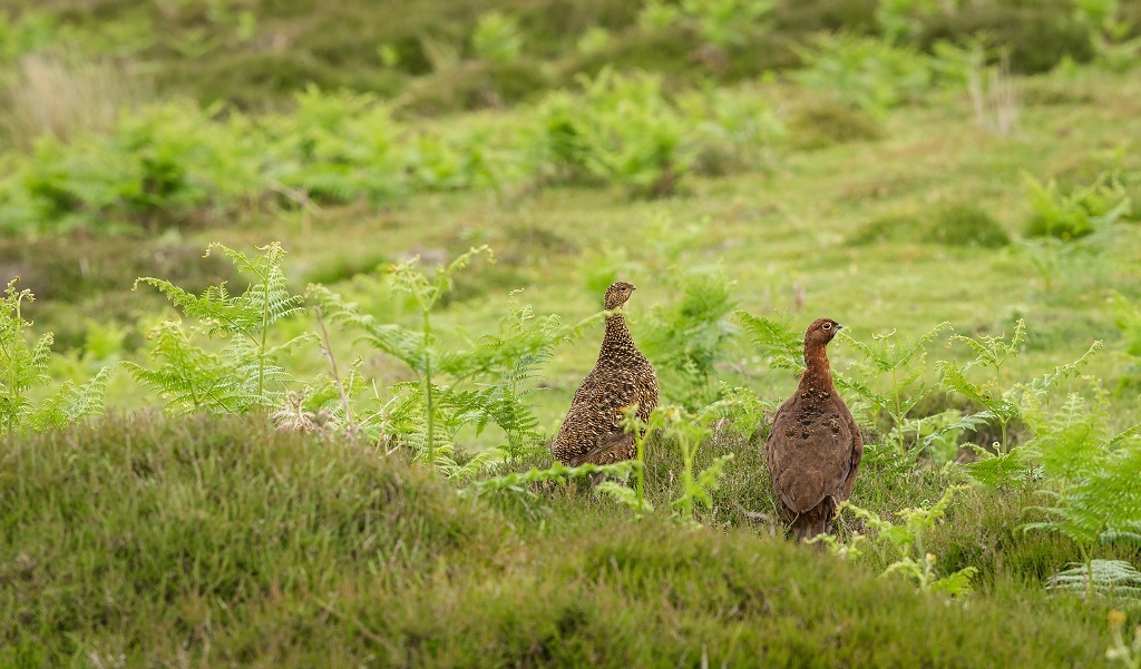 A pair of red grouse