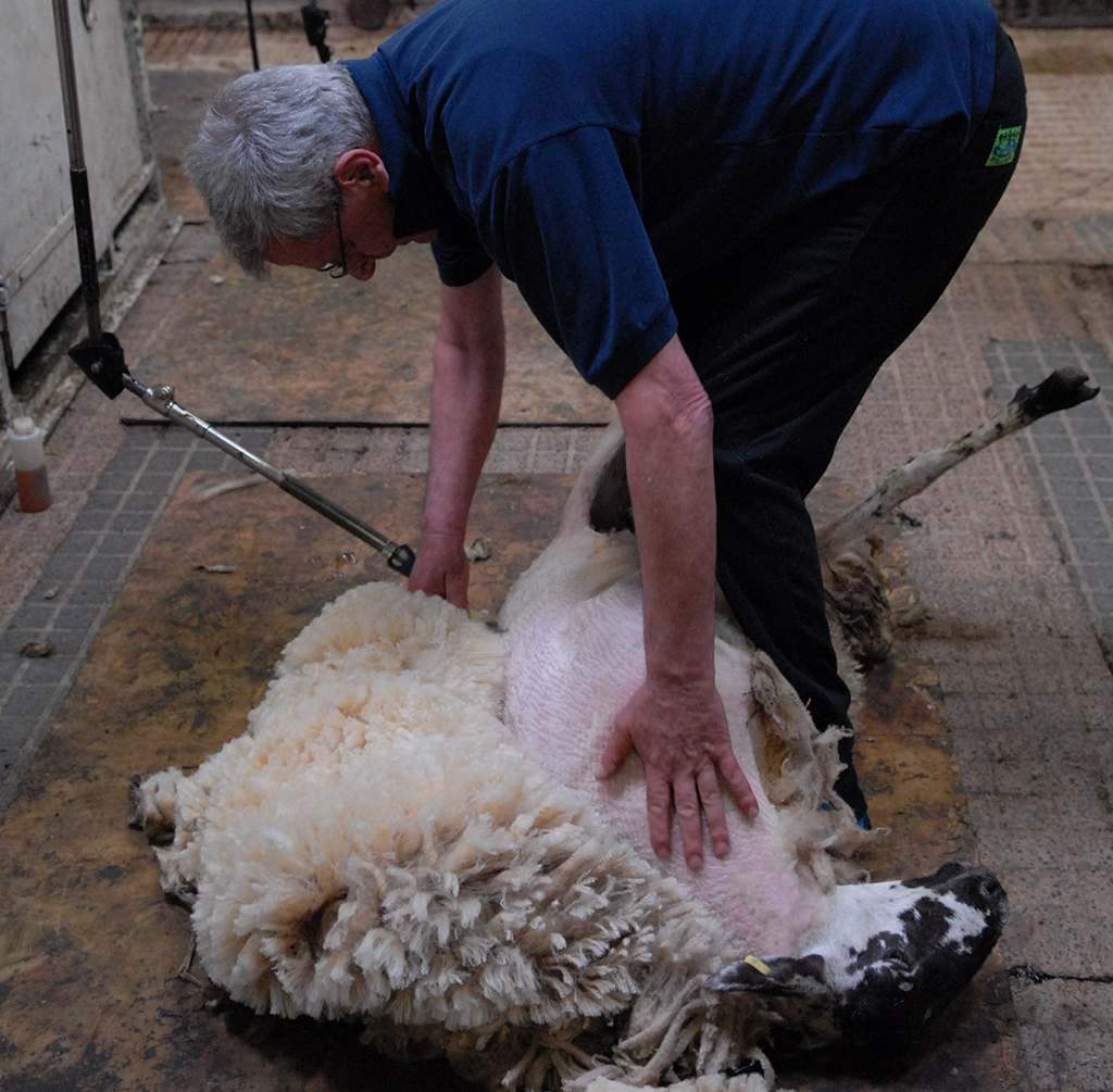 Colin MacGregor shearing a sheep