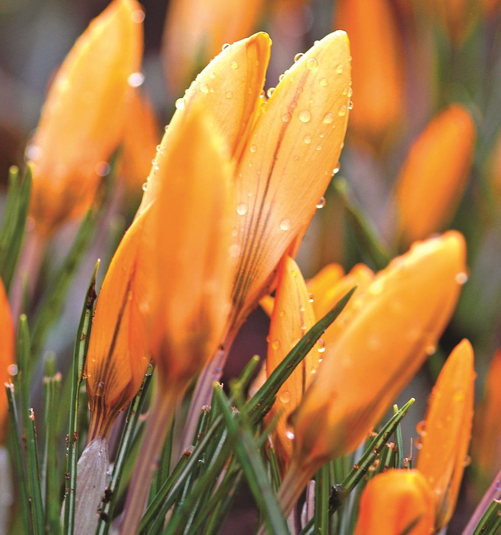 Crocus Orange Monarch