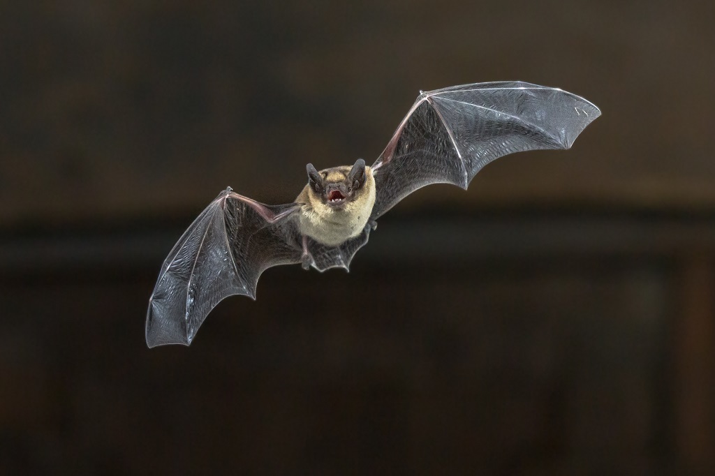 Pipistrelle bats can be regularly seen