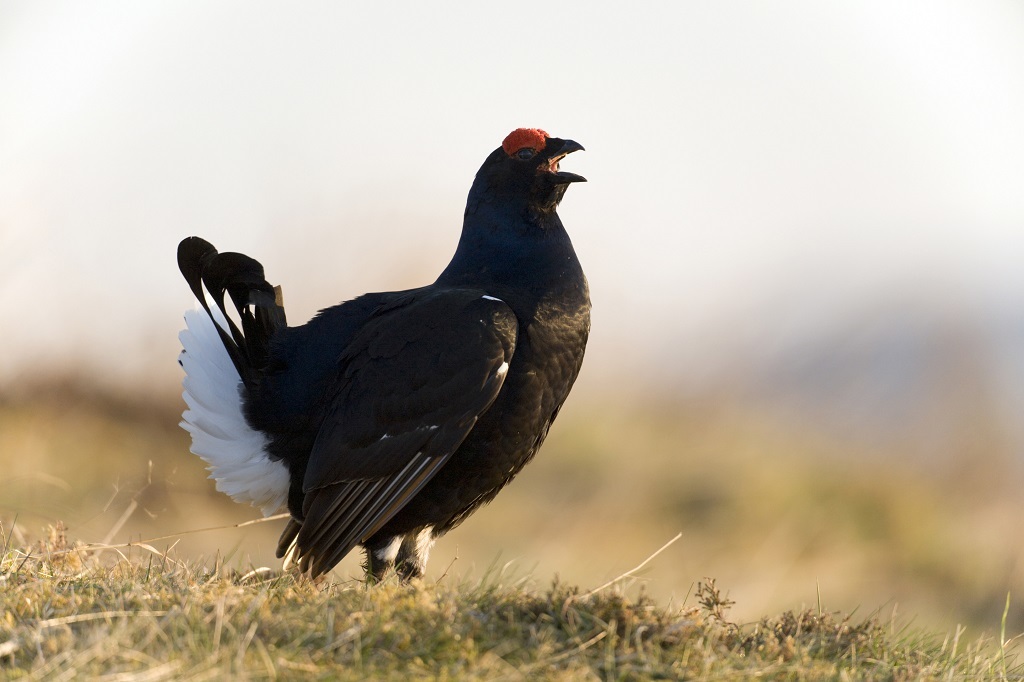 A black grouse