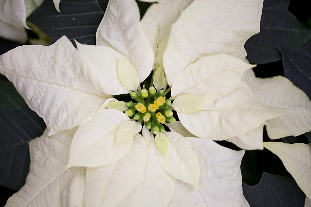 A white poinsettia