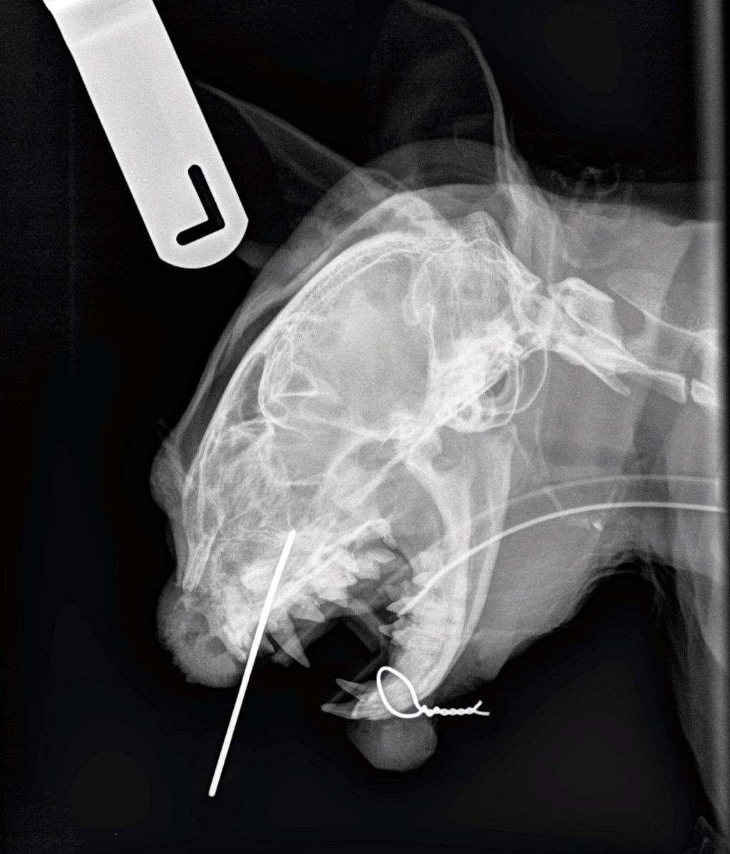 Maximus' x-ray showing his facial pin and jaw wiring