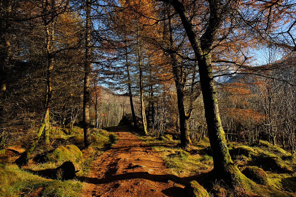 Larch trees in autumn colours along the trail of the West Highland Way near Crianlarich Scottish Highlands UK