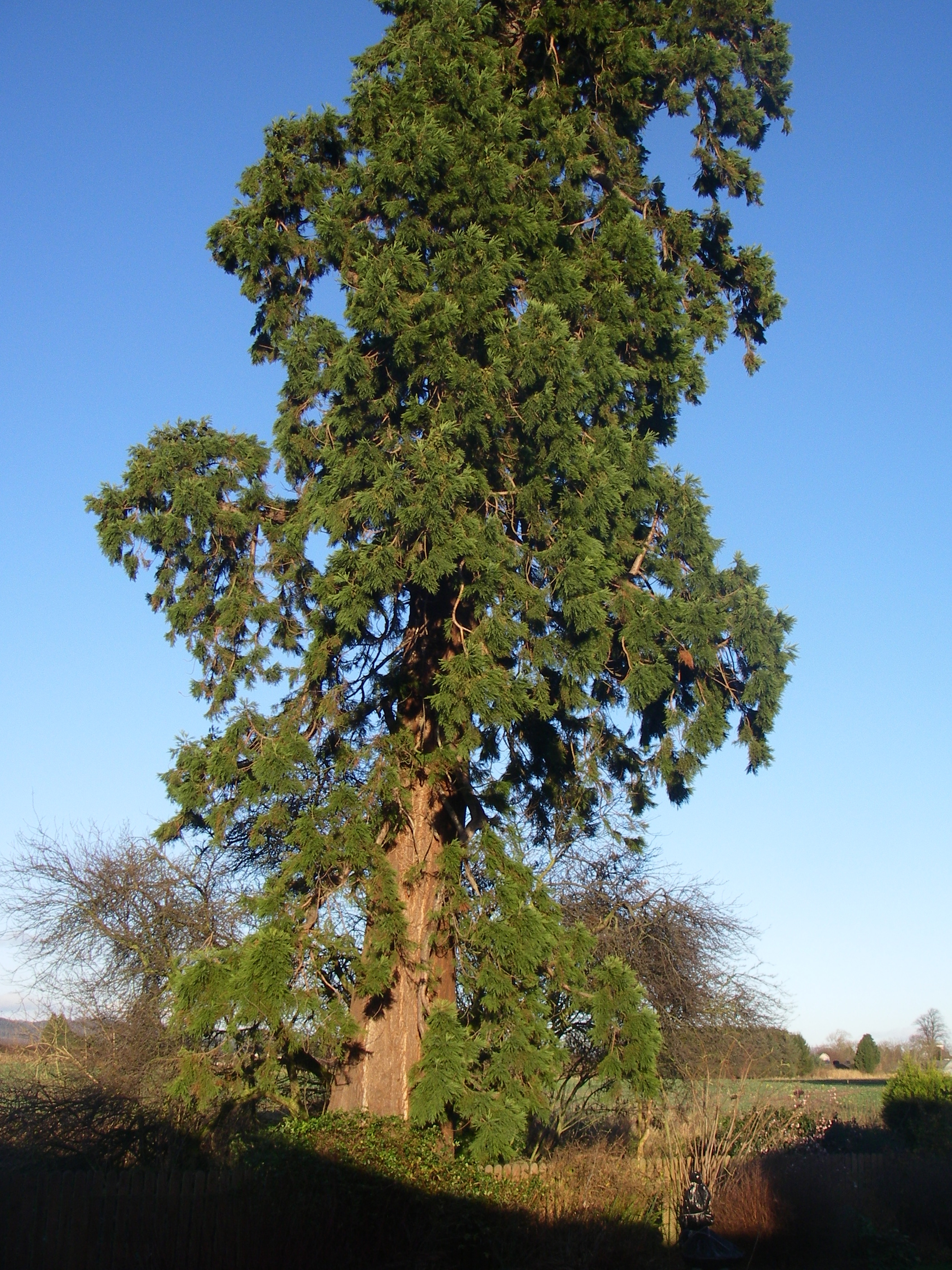 An original giant redwood planted in Scotland