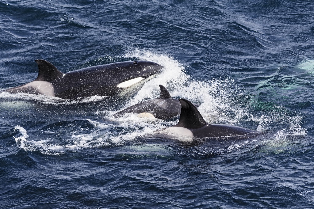 Orcas near Shetland