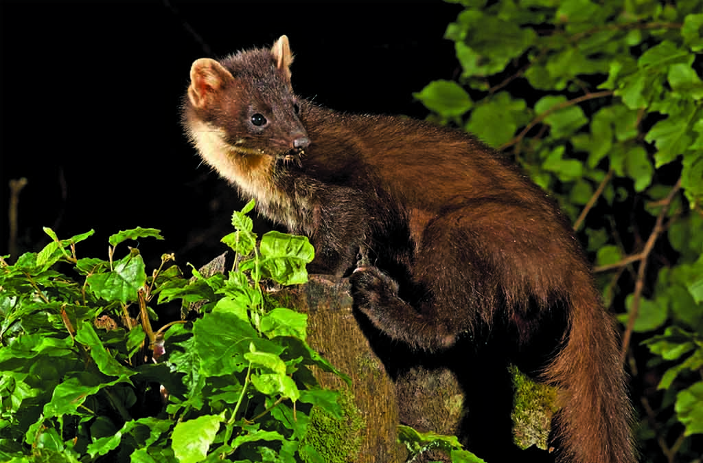 A pine marten (Photo:  Edward Delaney)