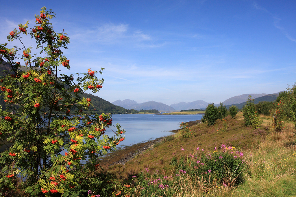 Rowan Tree