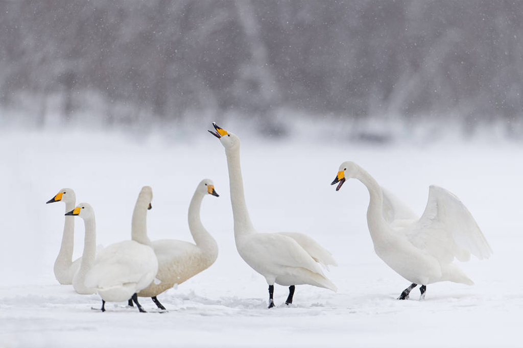 Whooper swans at  Threave Garden &amp; Estate