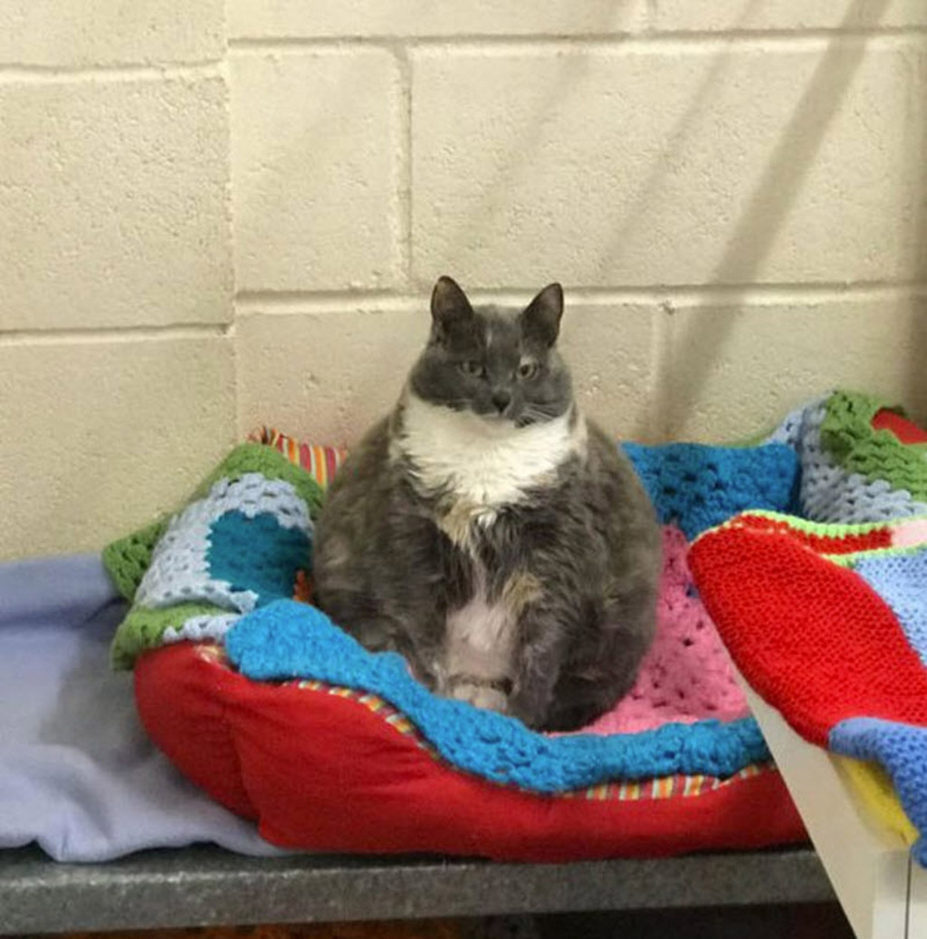 Mitzi ,the feline dubbed ‘Britain’s fattest cat’ is calling on pets to join PDSA's Pet Fit Club.