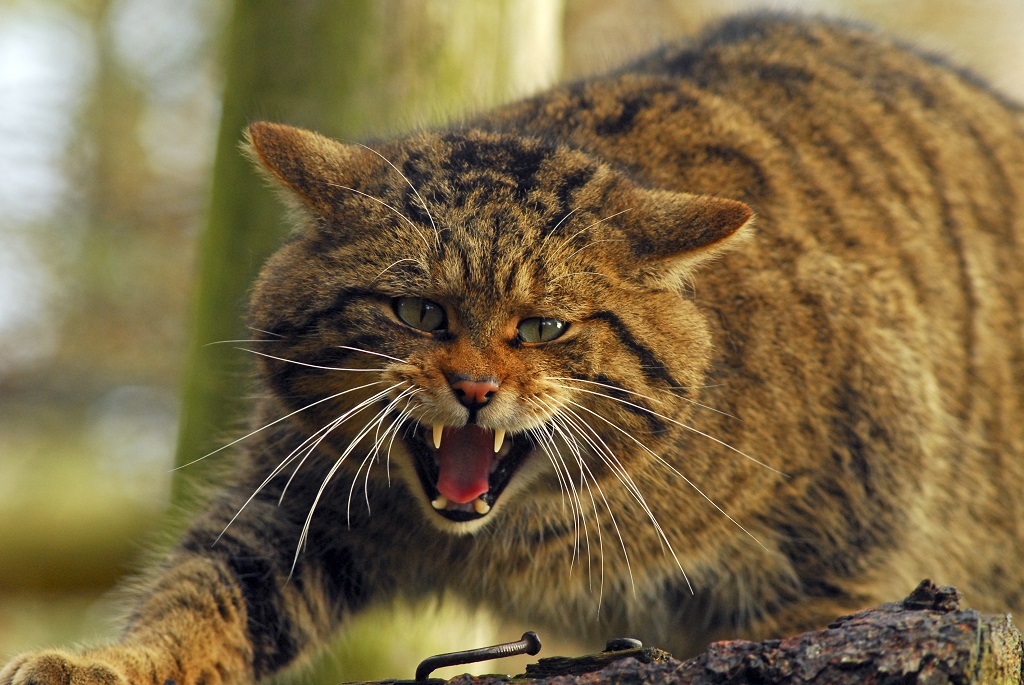 The Scottish wildcat only has one litter of up to three kittens each year