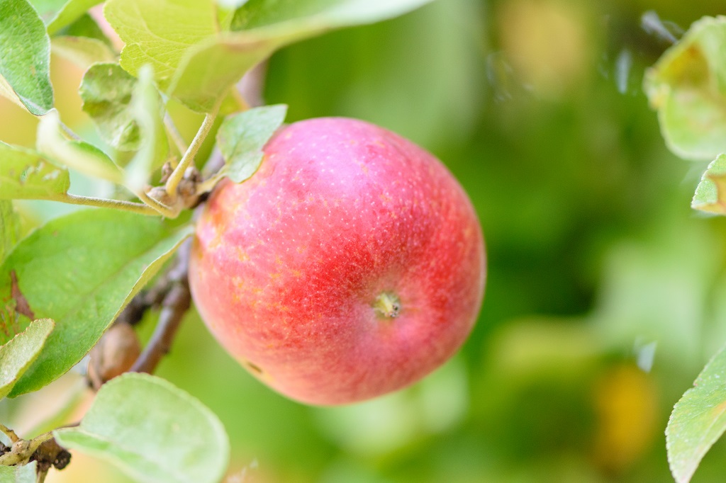 apple garden tree