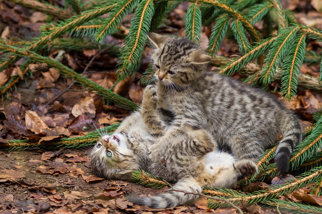Scottish wildcat kittens at play