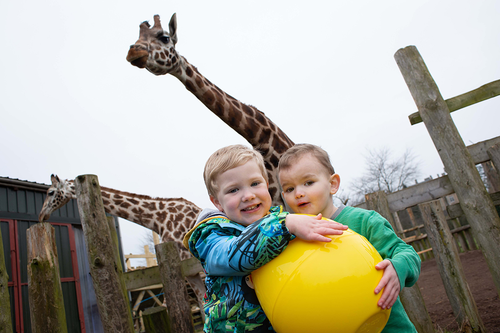 Youngsters Jamie and Ethan with giraffes at Blair Drummond Safari Park
