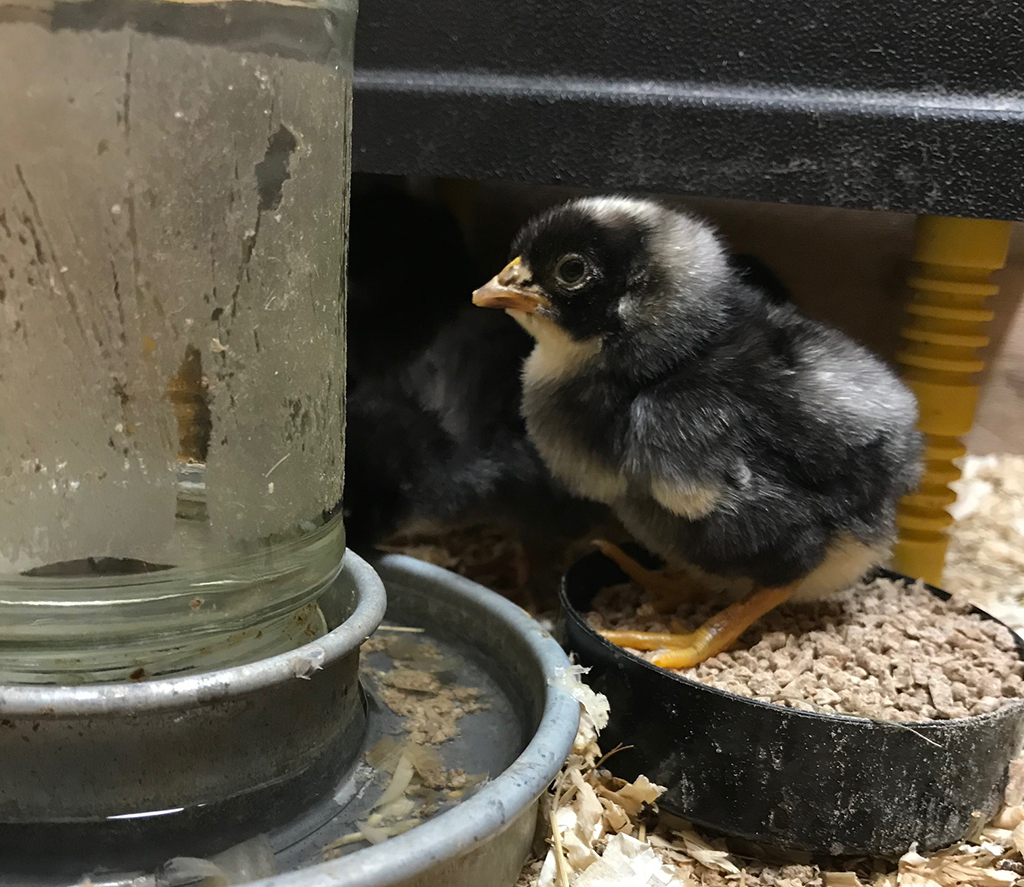 A rare breed chick at Dumfries House