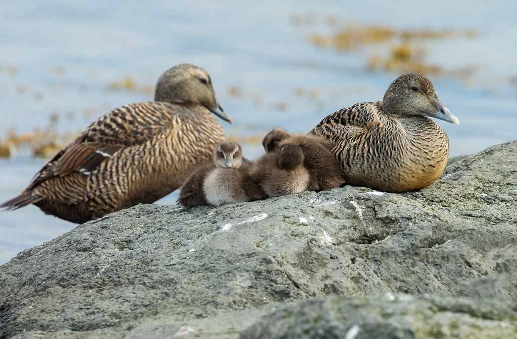 Eider ducks can be found at Forvie Sands