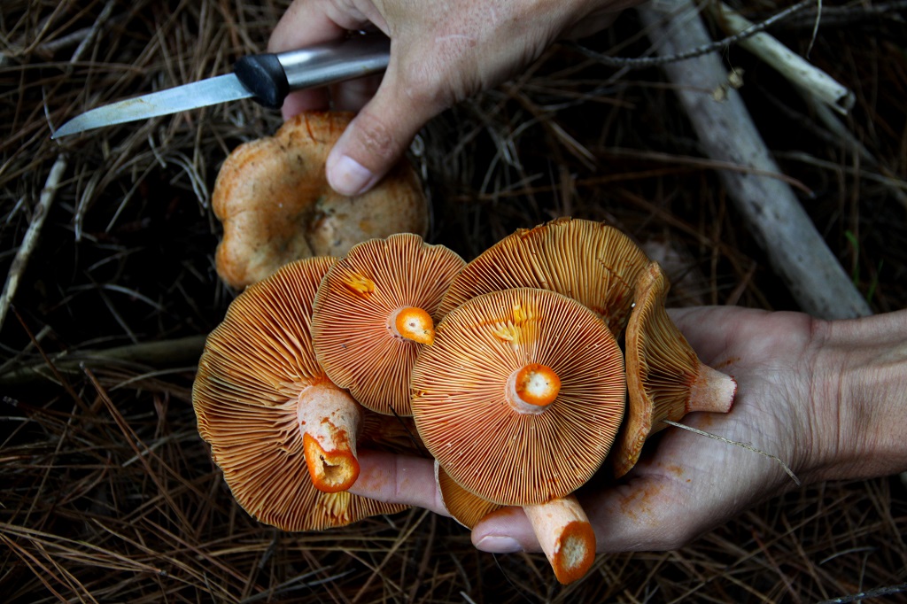 Foraging mushrooms