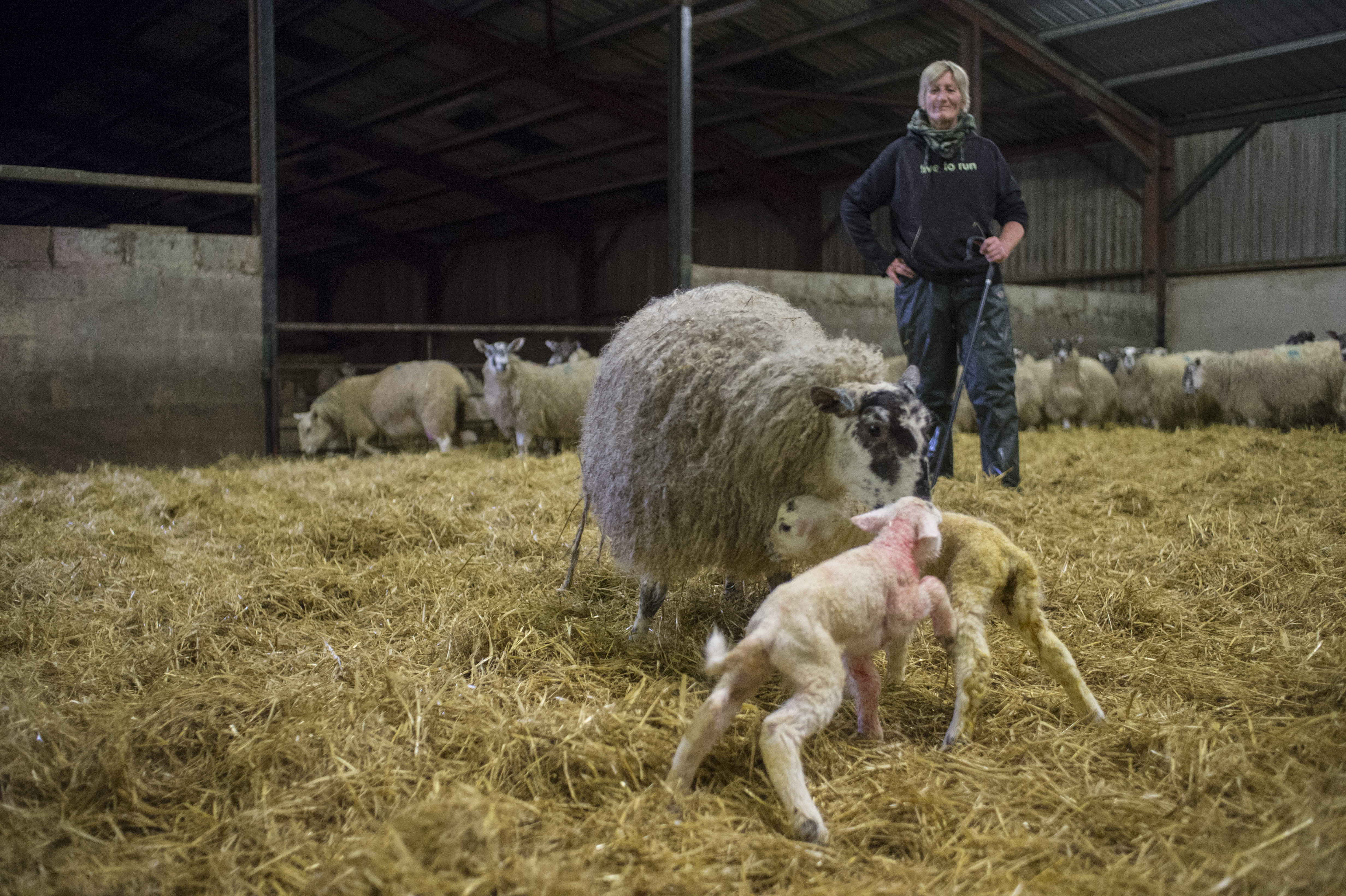 Sheila Pattullo at Harehead Farm in the Scottish Borders, with some new arrivals (Photo: Angus Blackburn)

