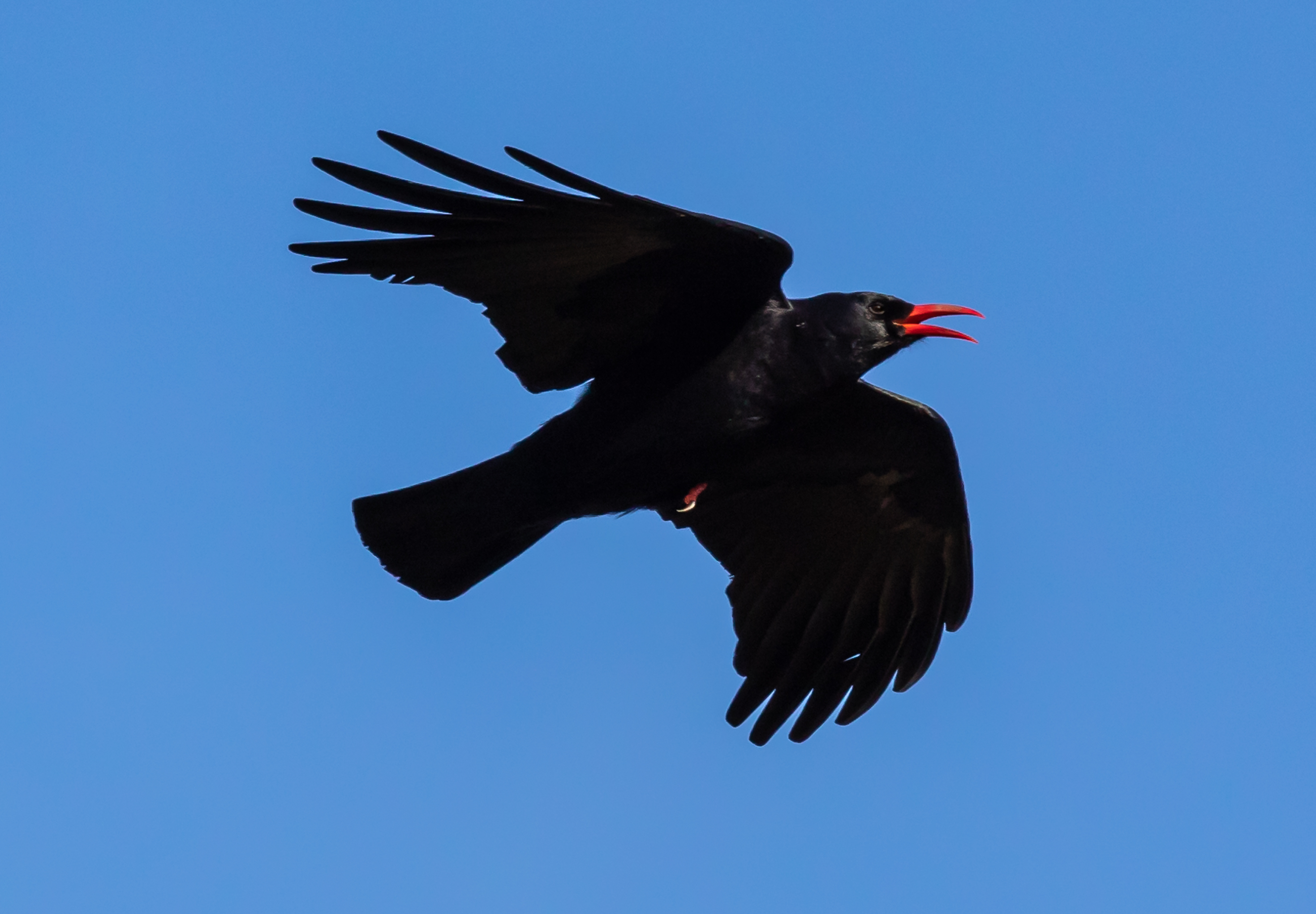 Chough1