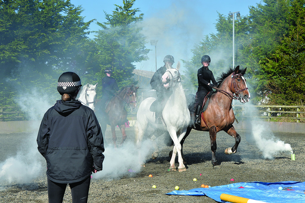 Police horses in training