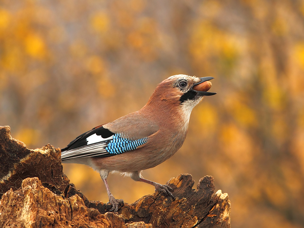 Jays have a major role to play in the dispersal of acorns