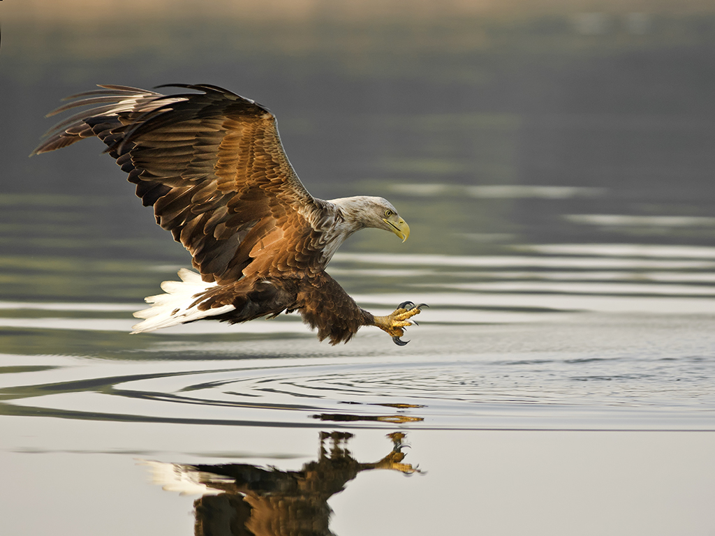 white tailed eagle