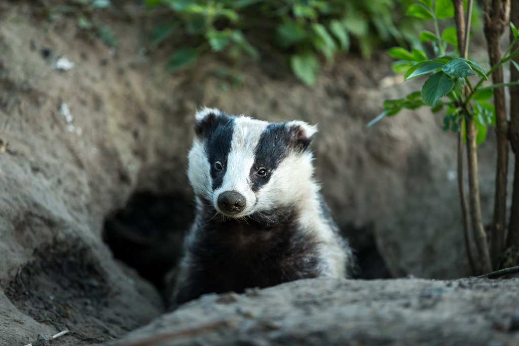 A badger looking out of its sett