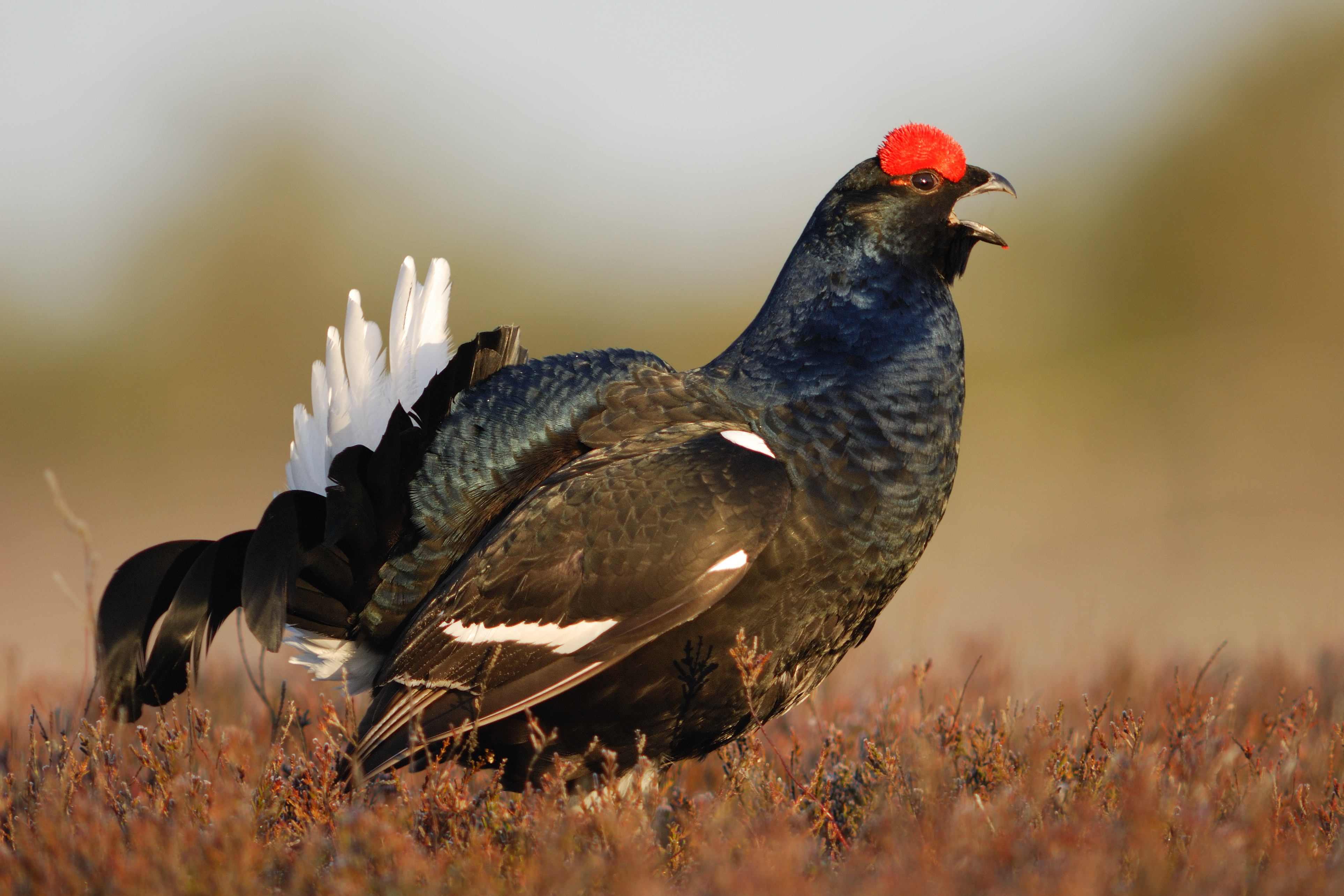 Black Grouse 1