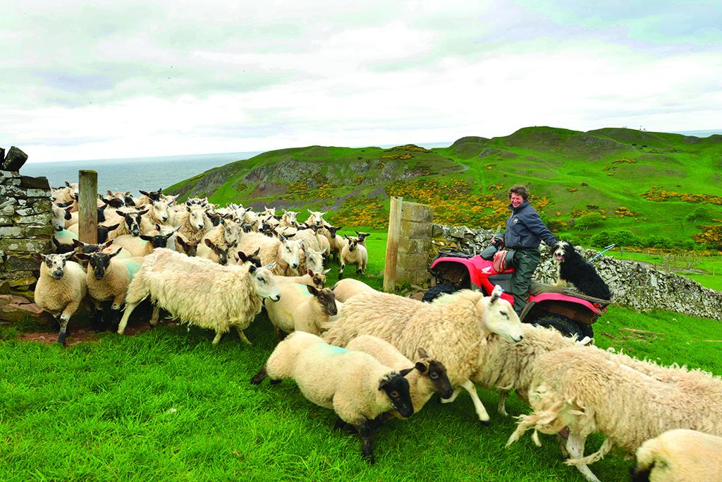 Ali Gordon looks after 950 sheep at St Abb’s Head