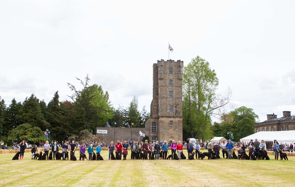 Gordon Setters at the Gordon Castle Highland Games 