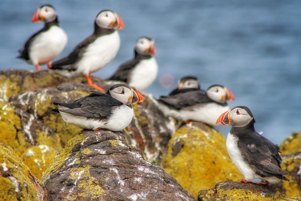 Beautiful puffins (Photo: Credit: Nicol Nicolson)