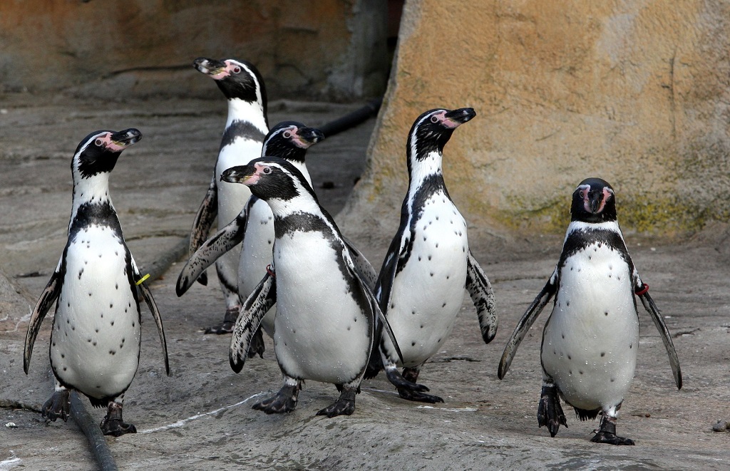 Humboldt penguins at Blair Drummond Safari Park