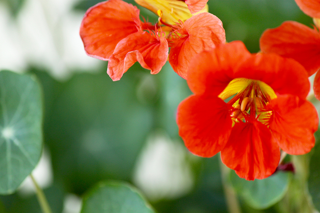 Nasturtiums