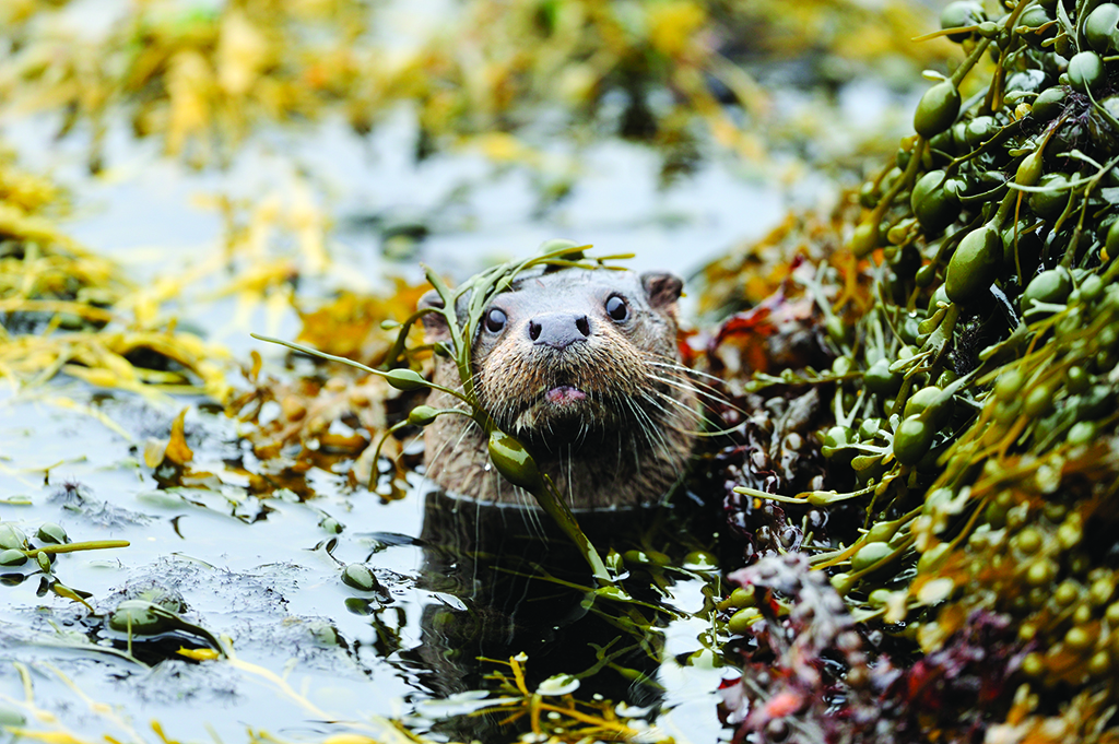 Seaweed offers excellent camouflage on Scotland’s west coast (Photo: Laurie Campbell)