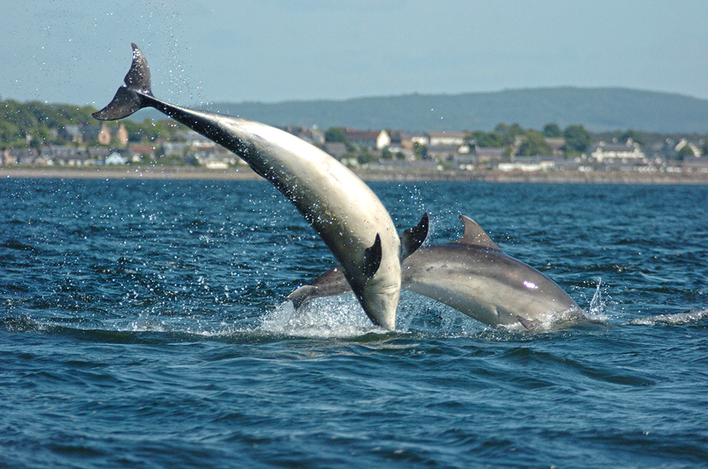 Bottlenose dolphins in the Moray Firth