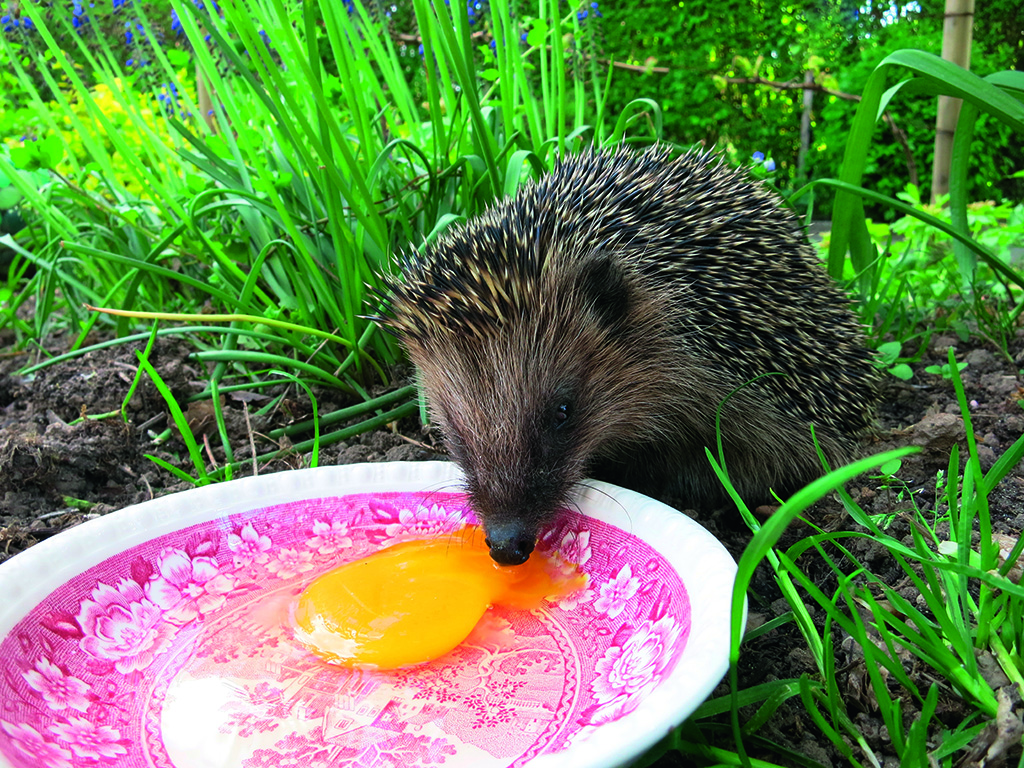 Hedgehog numbers are in decline