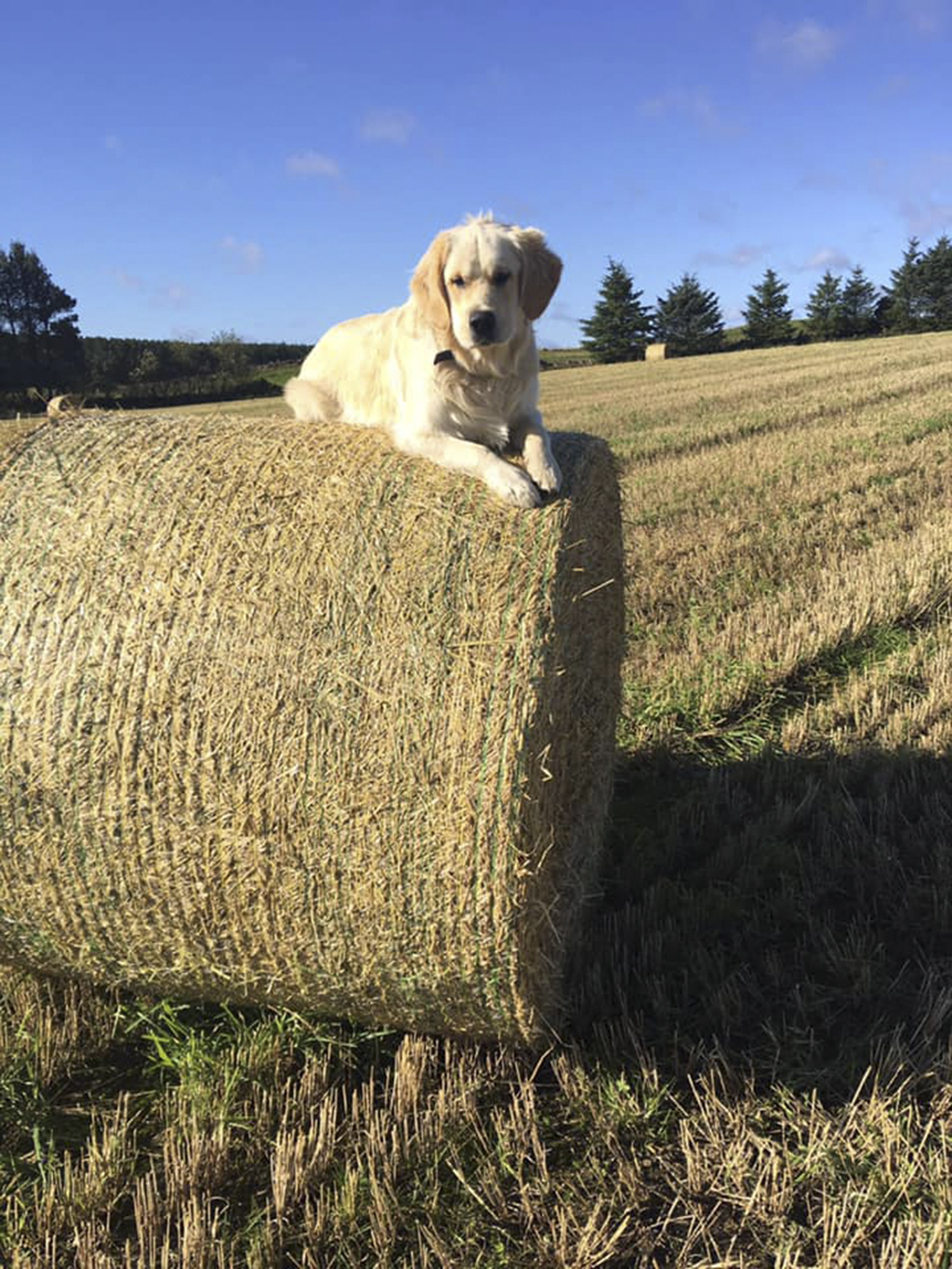 Bear loves nothing more than exploring the countryside around Newmachar.