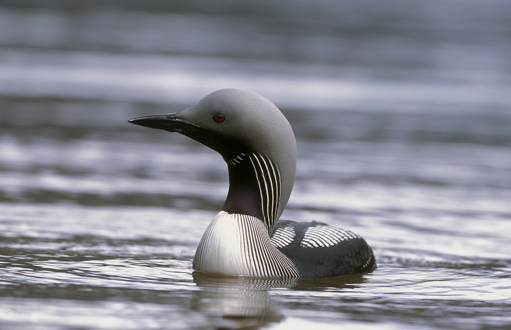 A black throated diver (Photo: Laurie Campbell)