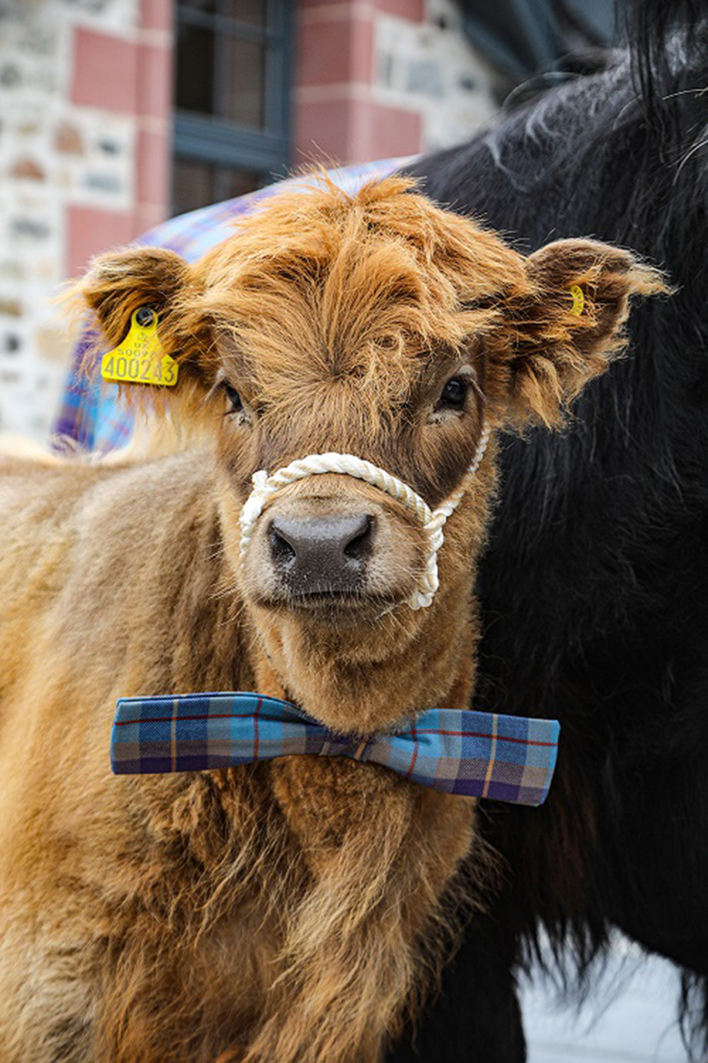 Calf in a tartan bowtie