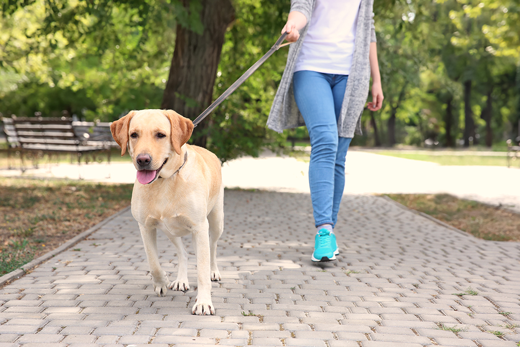 Dog walk lead