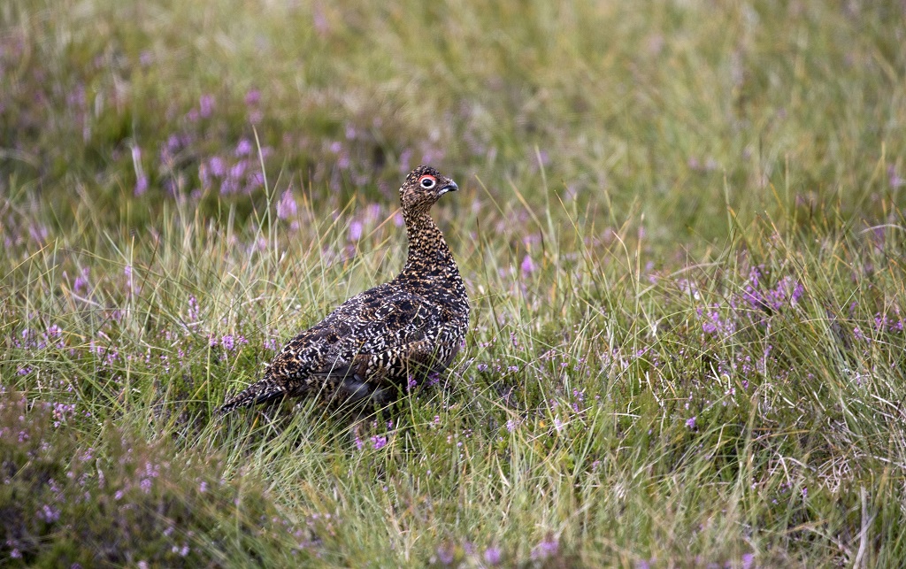 Grouse shooting (4)