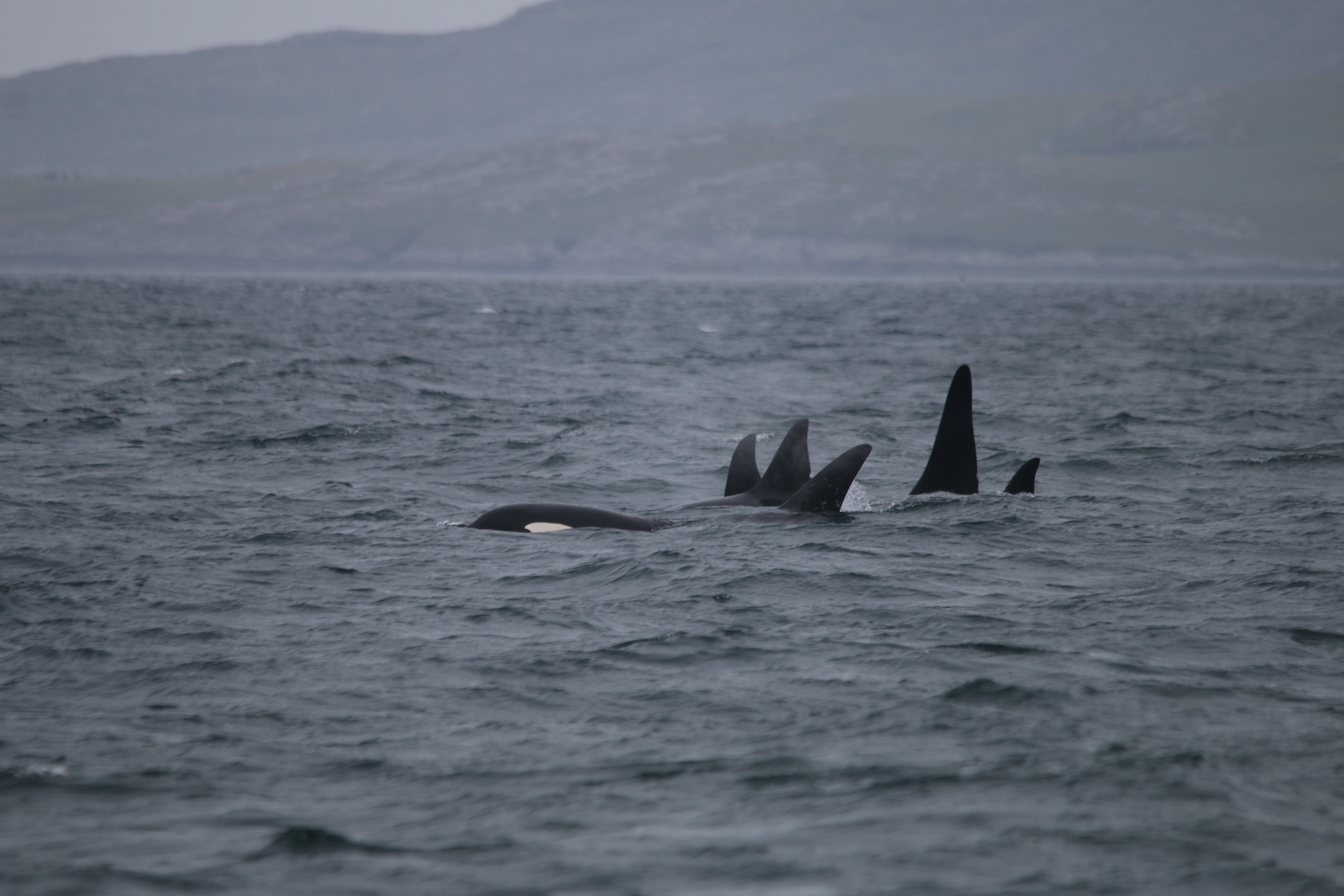 The mystery killer whale pod seen from the vessel Silurian near Vatersay (Photo: Hebridean Whale and Dolphin Trust)