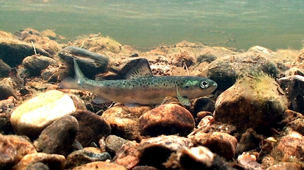 Salmon in river