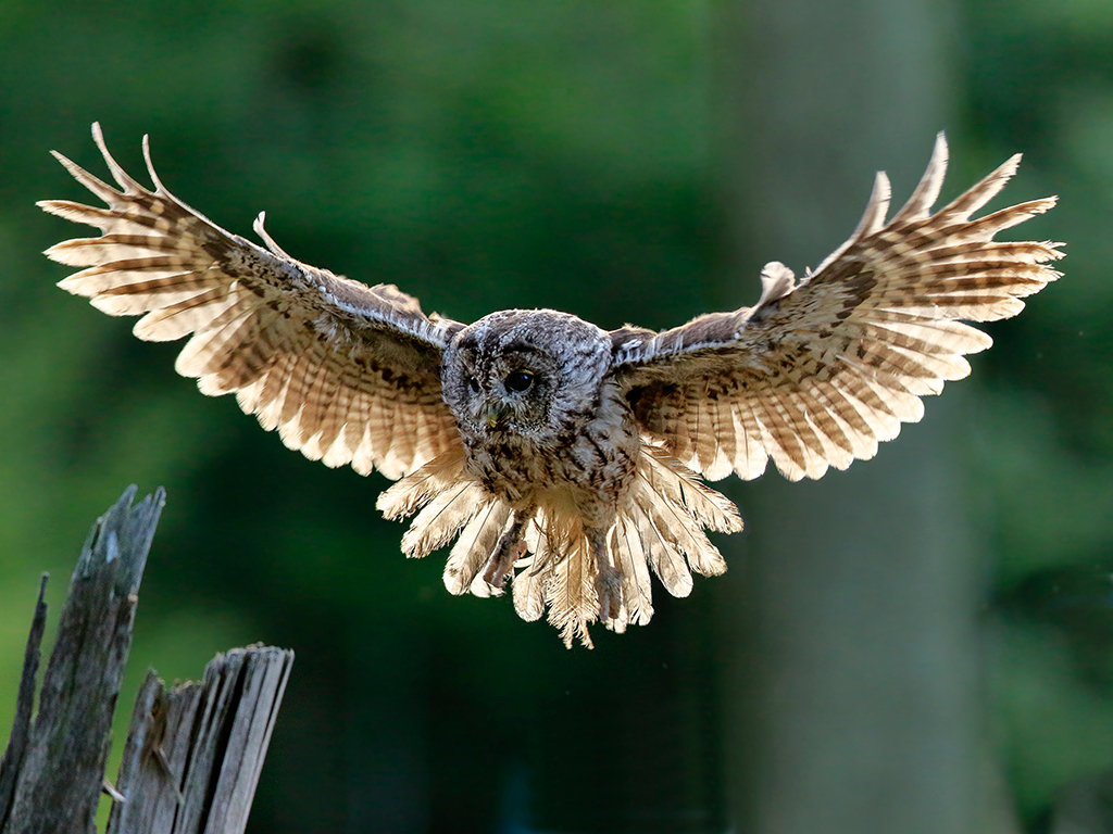 Tawny Owl 3