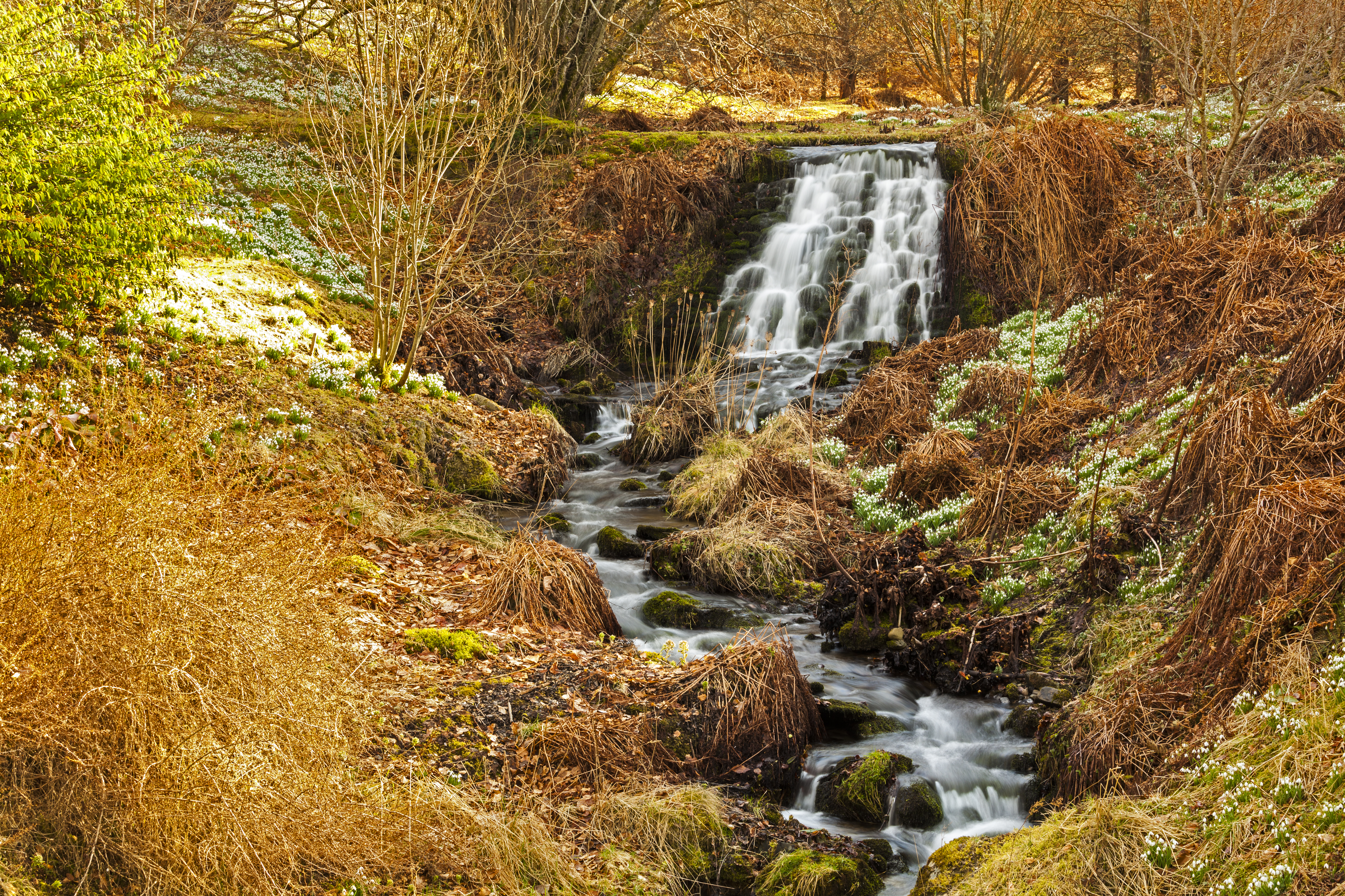 A waterfall and snowdrops at Dawyck botanic garden