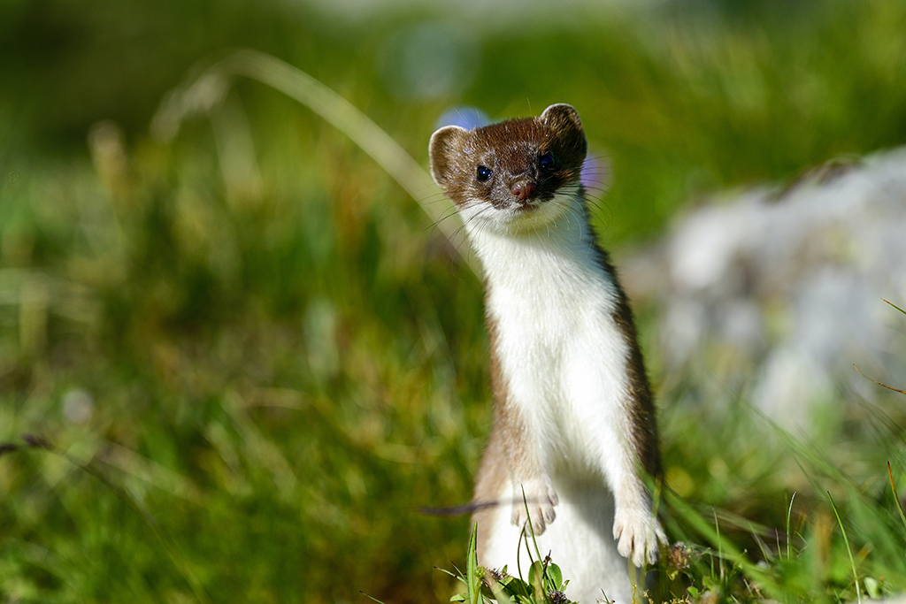 Stoats have the power to mesmerise their prey and can hypnotise young rabbits