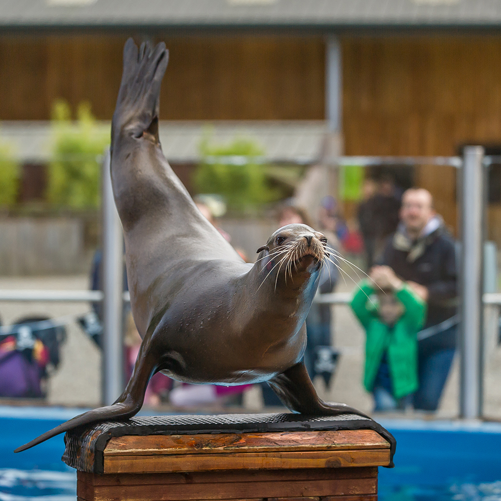 171026 Blair Drummond Sealion G004